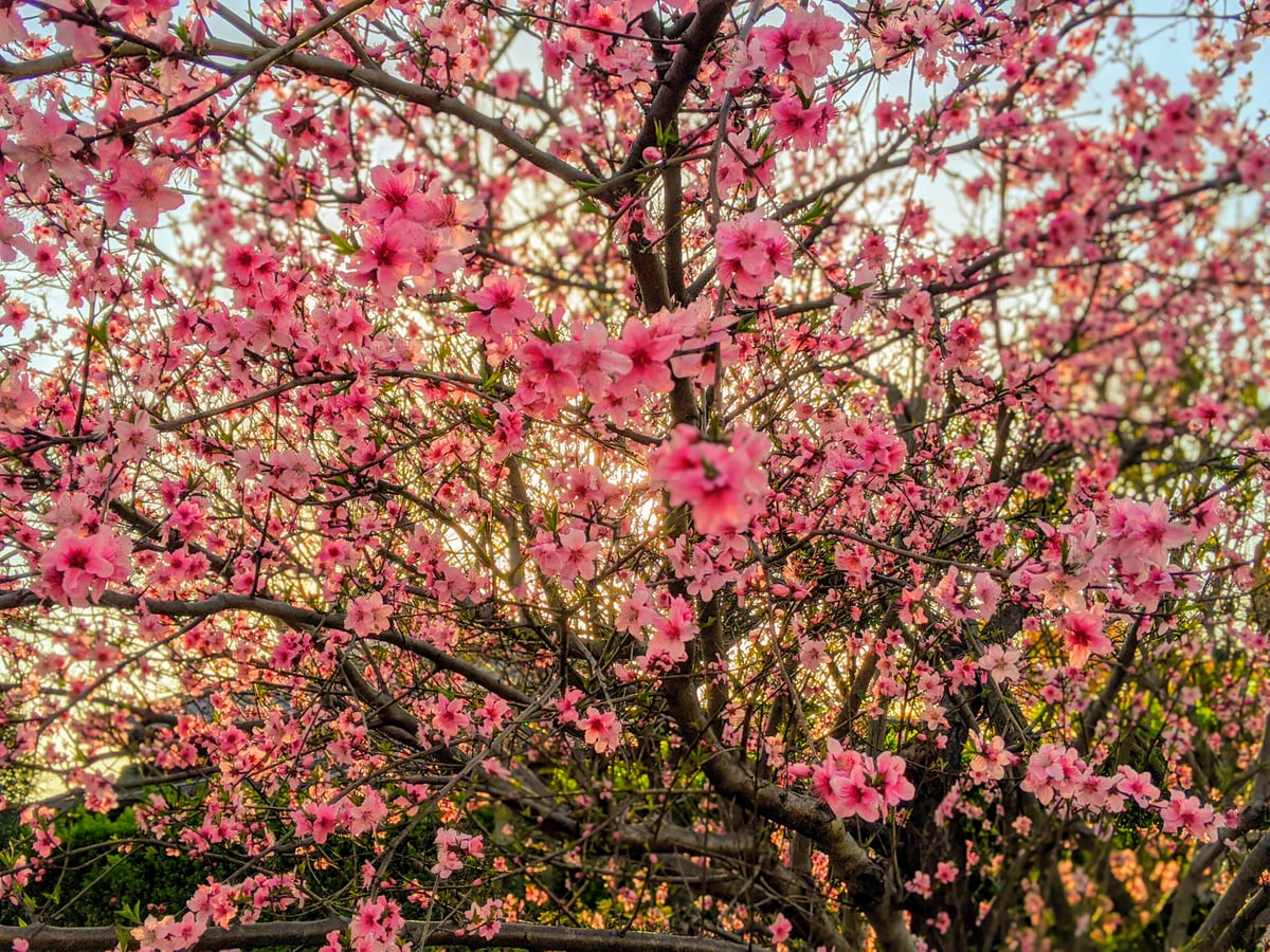 1枚目の桜の画像