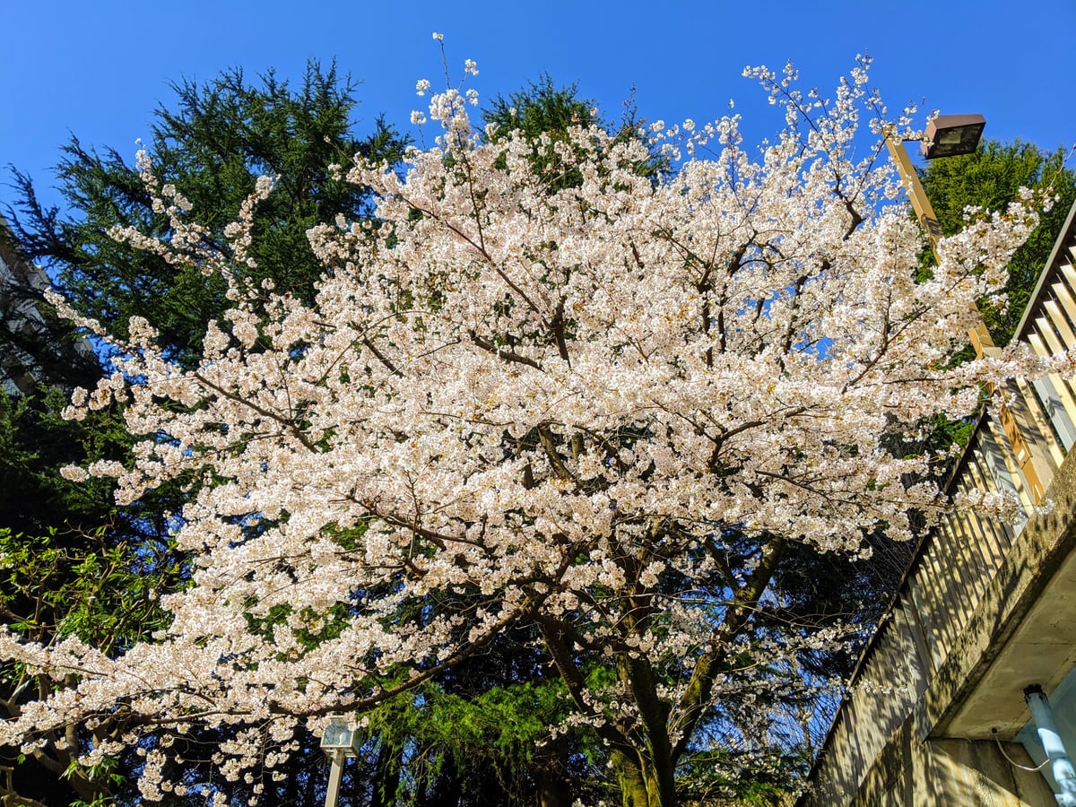 2枚目の桜の画像